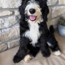 Lucy - Black and white female Sheepadoodle puppy in Danville, Indiana from Marley’s Doodle Ranch