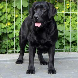 Mochi - Black female Labrador Retriever puppy in Owosso, Michigan from Bennington Retrievers