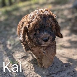 Kai - Brown male Cockapoo puppy in Sunset, Louisiana from Cano Cockapoos