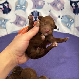 Boy 3 - Red male Cavapoo puppy in Herriman, Utah from Gypsi Doodles & Poodles LLC.