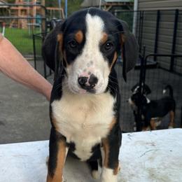 Pink Girl (Pinky) - Black, white and red female Greater Swiss Mountain Dog puppy in Lower Burrell, Pennsylvania from Polyanna’s GSMD