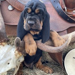 Boy 1 - Black and tan Bloodhound puppy in Vanderpool, Texas from Kiwi Hunting Services