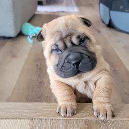 Brushcoat boy - Red fawn male Chinese Shar-Pei puppy in Wellington, Ohio from Shine Shar-Pei