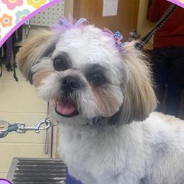 Shih Tzus from Kelly Clark's Shih Tzu