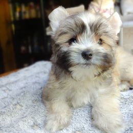 Companion Cross, Havanese, Mal-Shi, Maltese, Maltipoo, Morkie, and Shih Tzu Puppies from Seeking Shalom Acres Maltese, Maltipoos & Havamalts
