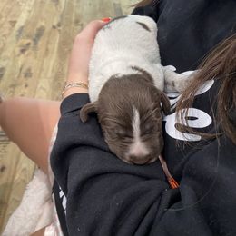 Wirehaired Pointing Griffon Puppies from High Point Griffons