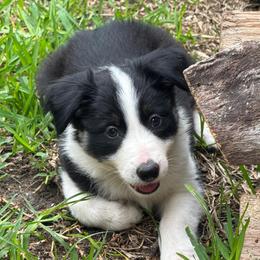 Mitzi - Black and white female Border Collie puppy in Mckinney, Texas from Border Collies of Ruidoso