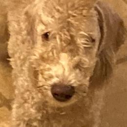 Bedlington Terrier Puppies from Ashcroft Bedlington Terriers