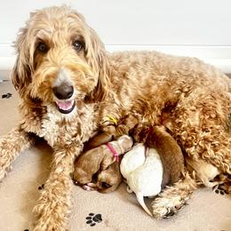 Girl 1 - female Goldendoodle puppy in S AI Nt John, Indiana from Lulu's Goldendoodles