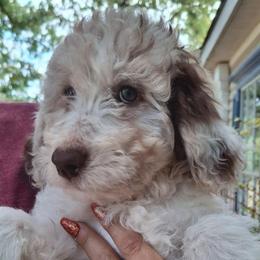 Eloise - Brown merle female Aussiedoodle puppy in Grand Saline, Texas from Aussies Acre