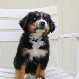 Bernedoodle, Bernese Mountain Dog, Cavapoo, Goldendoodle, and Poodle Puppies from Happy Valley Puppies