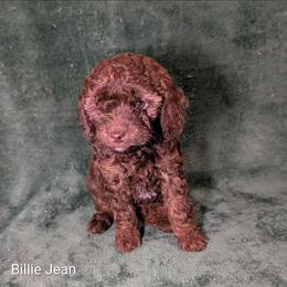 Billie Jean - Brown and tan female Cockapoo puppy in Sunset, Louisiana from Cano Cockapoos