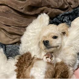 Cocker Spaniel Puppies from Hallmark Cocker Spaniels