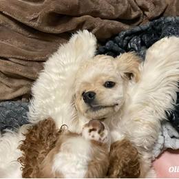 Cocker Spaniel Puppies from Hallmark Cocker Spaniels