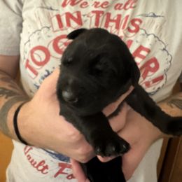No name yet - Black male Giant Schnauzer puppy in North Royalton, Ohio from Mandy’s Giant Schnauzers