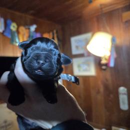 Silver Male - Black male Labrador Retriever puppy in Andrews, South Carolina from Leyland Cypress Retrievers