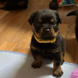 Yellow collar - Black and mahogany male Rottweiler puppy in Cleveland, Tennessee from Thomas Rotts