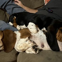 Basset Hound and Collie Puppies from Collegiate Bassets and Rheign Collies