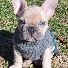 French Bulldogs from PG Havoc Kennels