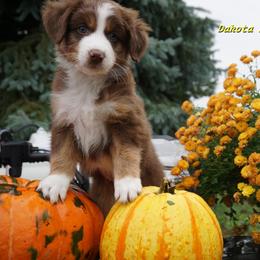 Chase - Red tri-color male Australian Shepherd puppy in Burbank, South Dakota from Dakota Rose Aussies