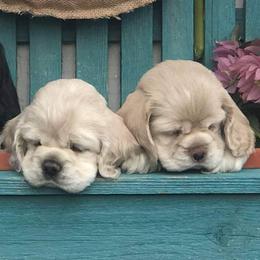 Cocker Spaniel Puppies from Doc's Cockers