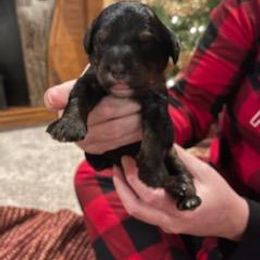 Bernedoodle Puppies from Kiya's Bernedoodles