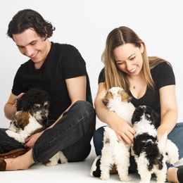 Companion Cross puppies from CocoPuff Breeders