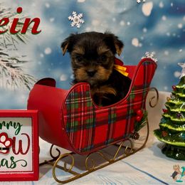 (Vein) The Estonian word for Wine - Parti male Yorkshire Terrier puppy in Pleasant View, Tennessee from Vino’s Pawfect Yorkies