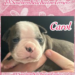 Carol - Lilac female Boston Terrier puppy in Brazos Point, Texas from TX Southern Belle Bostons