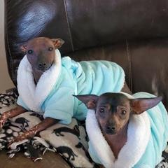 Xoloitzcuintli from XO-TIME Kennel