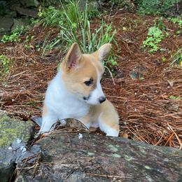 Pembroke Welsh Corgi Puppies from Dalton Family Corgis