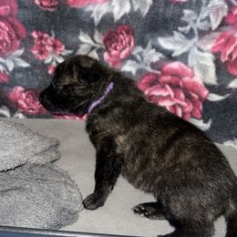 Dutch Shepherd Puppies from Monadnock Dutch Shepherds