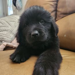 Boo Berry (yellow) - Black female Newfoundland puppy in Newmanstown, Pennsylvania from Mufasa's Pride (Newfoundland breeder)