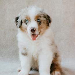 Washington - Red merle male Australian Shepherd puppy in Aberdeen, North Carolina from Huckleberry Hill Aussies LLC.