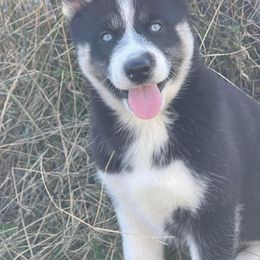 Siberian Husky Puppies from Siberian Huskies-Beckham the Great
