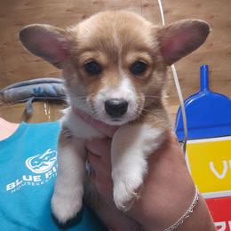 Boy 5 - White and fawn male Pembroke Welsh Corgi puppy in Orange, Virginia from CL&L Corgi's