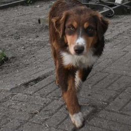 Amber - Red tri-color Australian Shepherd puppy in Muscatine, Iowa from Horten K-9 Wiggles