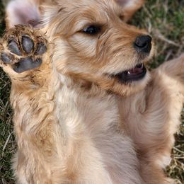 Goldendoodle and Newfoundland Puppies from Deep Canyon Puppies