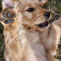Goldendoodle and Newfoundland Puppies from Deep Canyon Puppies