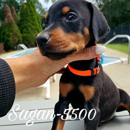 Black Rust male - 5500 - Black and rust male Doberman Pinscher puppy in Aurora, Indiana from Double-Take Doberman Kennels