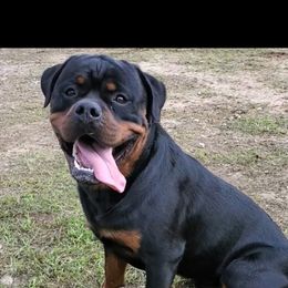 Rottweiler Puppies from Iron Clad Rottweiler
