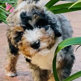 Bernedoodles, Goldendoodles, and Poodles from Golden State Good Dogs