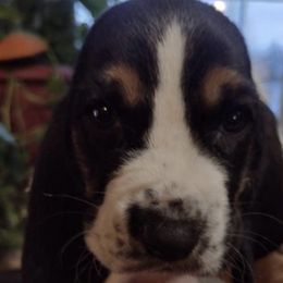 Basset Hounds from Beautiful Bassets