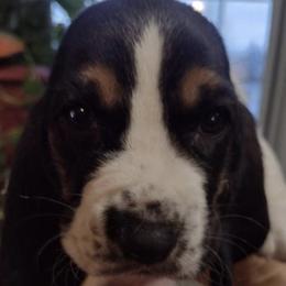 Basset Hounds from Beautiful Bassets