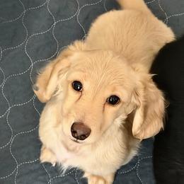 Cream Longhair Male - Cream male Dachshund puppy in Horizon City, Texas from Willipaws