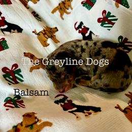Dachshund Puppies from The Greyline Dogs