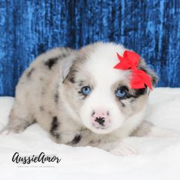 Bi Blue Merle 2 blue eyes - Blue merle female Miniature Australian Shepherd puppy in Pinehurst, Texas from Aussie Amor