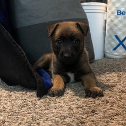 Mordecai - Red sable male Belgian Malinois puppy in Las Vegas, Nevada from Leviathan’s Misfits