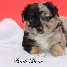 Pooh Bear - Blue merle male Miniature Australian Shepherd puppy in Weeki Wachee, Florida from Arlington's Mini Aussies