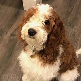 Chloe - Goldendoodle